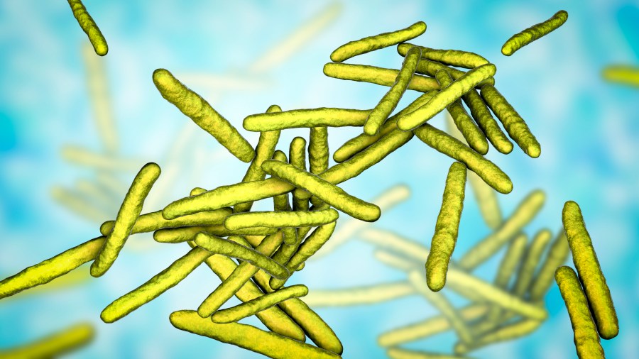 Florida leprosy cases were at their recorded highest in 2025, state data shows