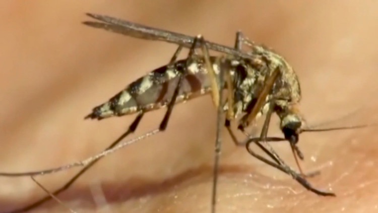 West Nile virus confirmed in Larimer County