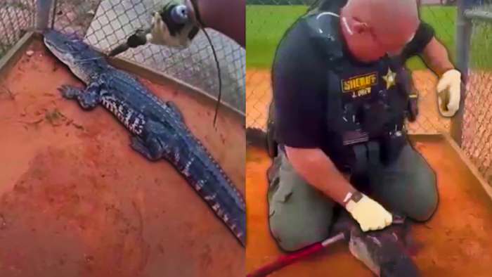 Alligator discovered at Central Florida high school campus, deputies say