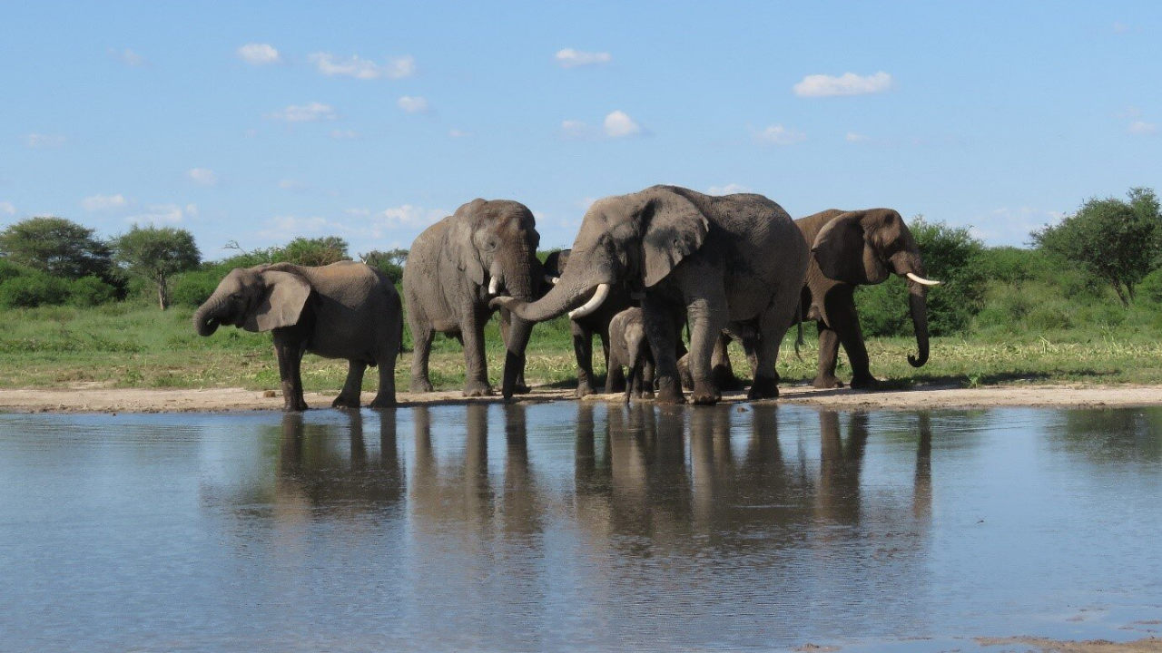 5 years on, 11 rescued South African elephants thriving in the wild