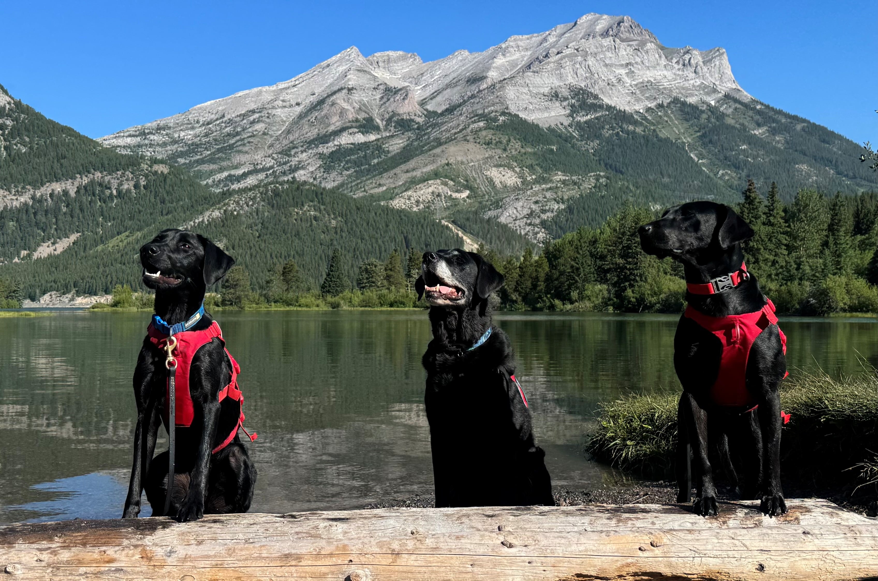 Alberta lets the dogs out in war against invasive mussels species
