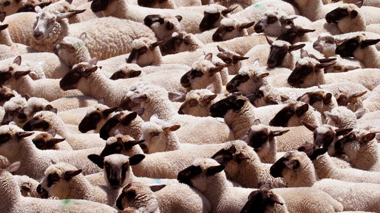 Rare brain disease detected in Oregon sheep marks first known US case in 5 years