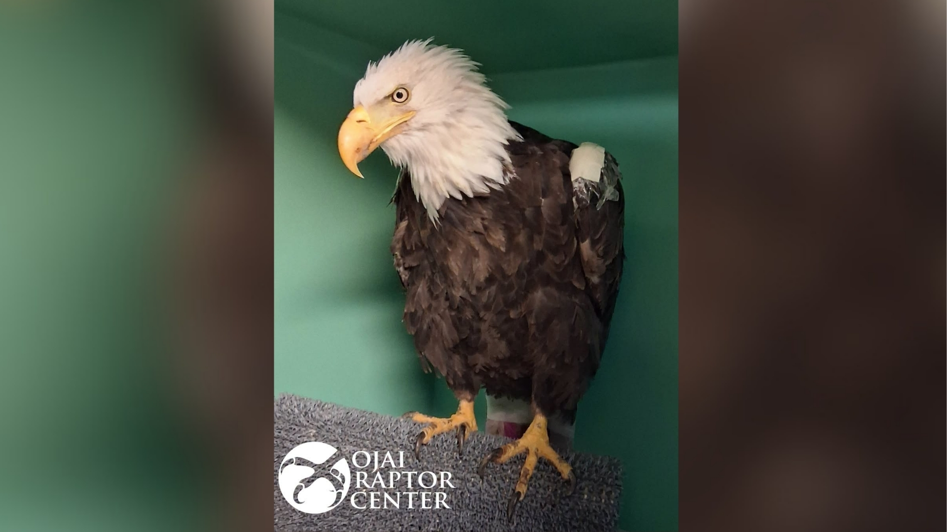 Big Bear eagle Jackie still shows anemia in new bloodwork, continues to improve
