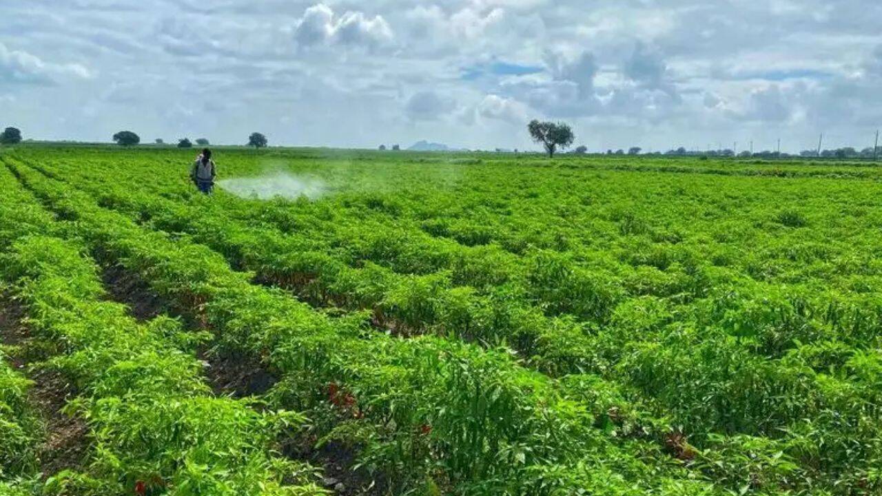 From Bengaluru to Raichur, Black Thrips sting Karnataka’s chilli belt