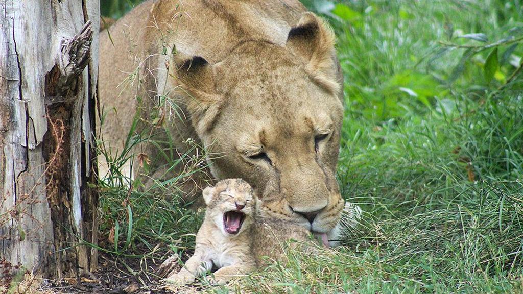 First African Lion cubs born at zoo since 2015