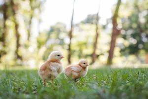 1st Day Farm Chicks Launches New Website for Ordering Day-Old Chicks