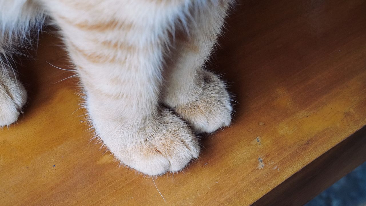 Why do cats have 'leg whiskers'?