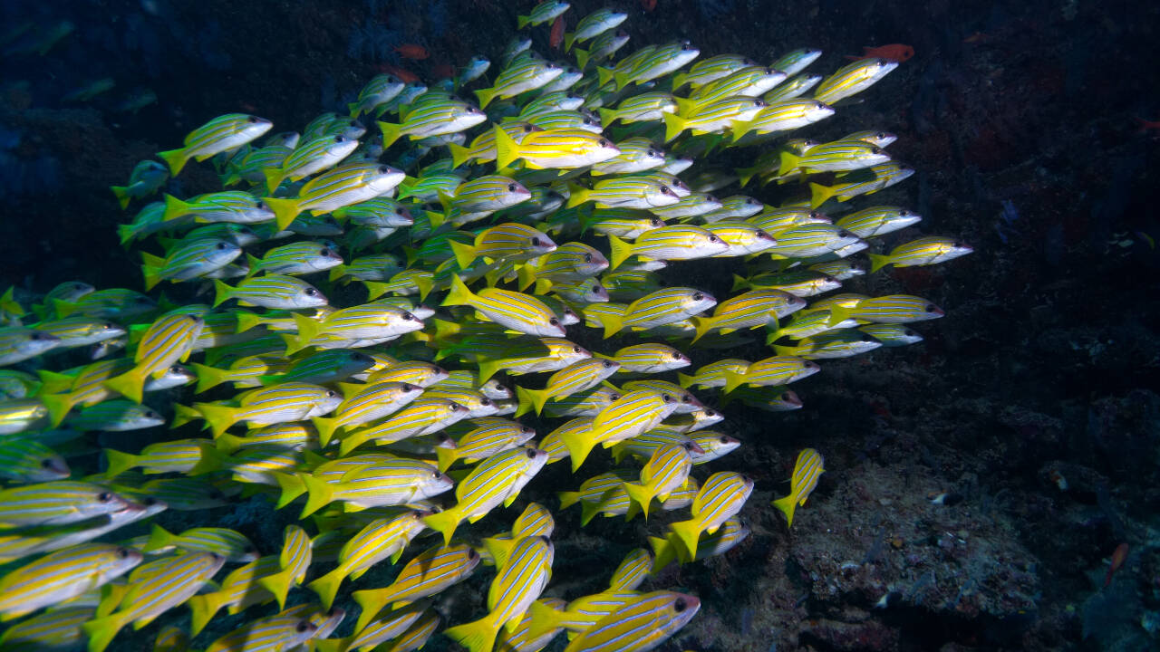 In 1869, Suez Canal opened; 120 fish species crossed into Mediterranean