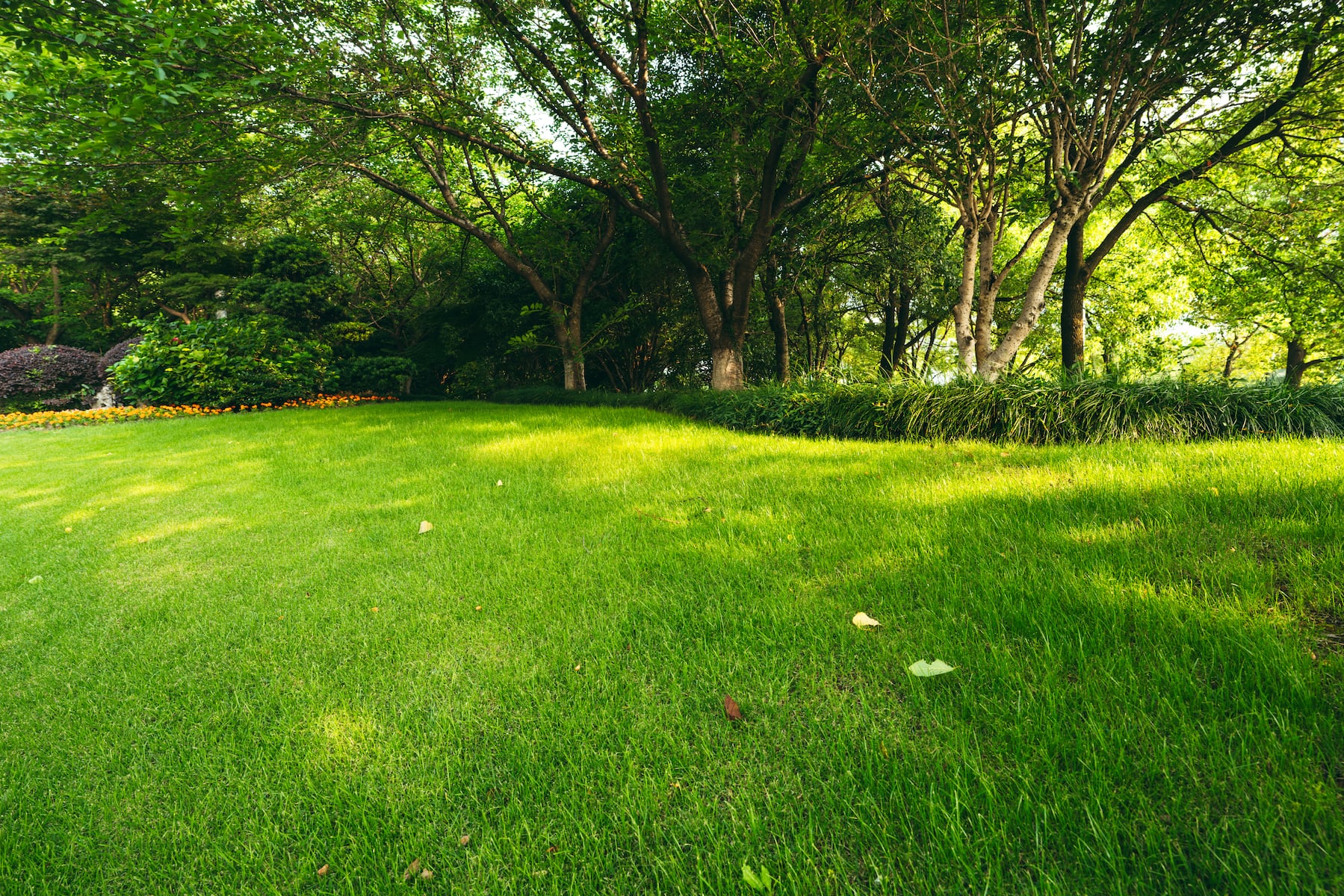 Is your lawn wildfire-ready? Here’s what to know