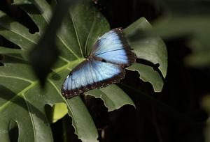 Winged wonders: Cambridge conservatory welcomes visitors to a butterfly haven