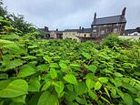 Worst hotspots for Japanese knotweed revealed as homeowners are forced to pay up to £15,000 to battle invasive plant that wrecks gardens and house values