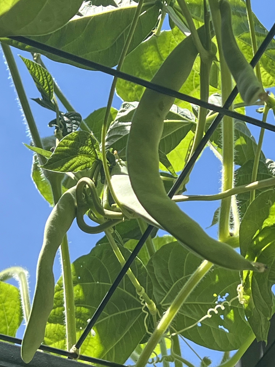 The risks of waiting too long to harvest veggies
