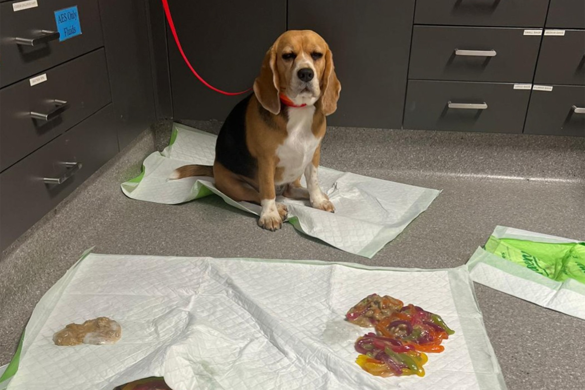 Dog rushed to ER after binging over 2 pounds of gummy worms