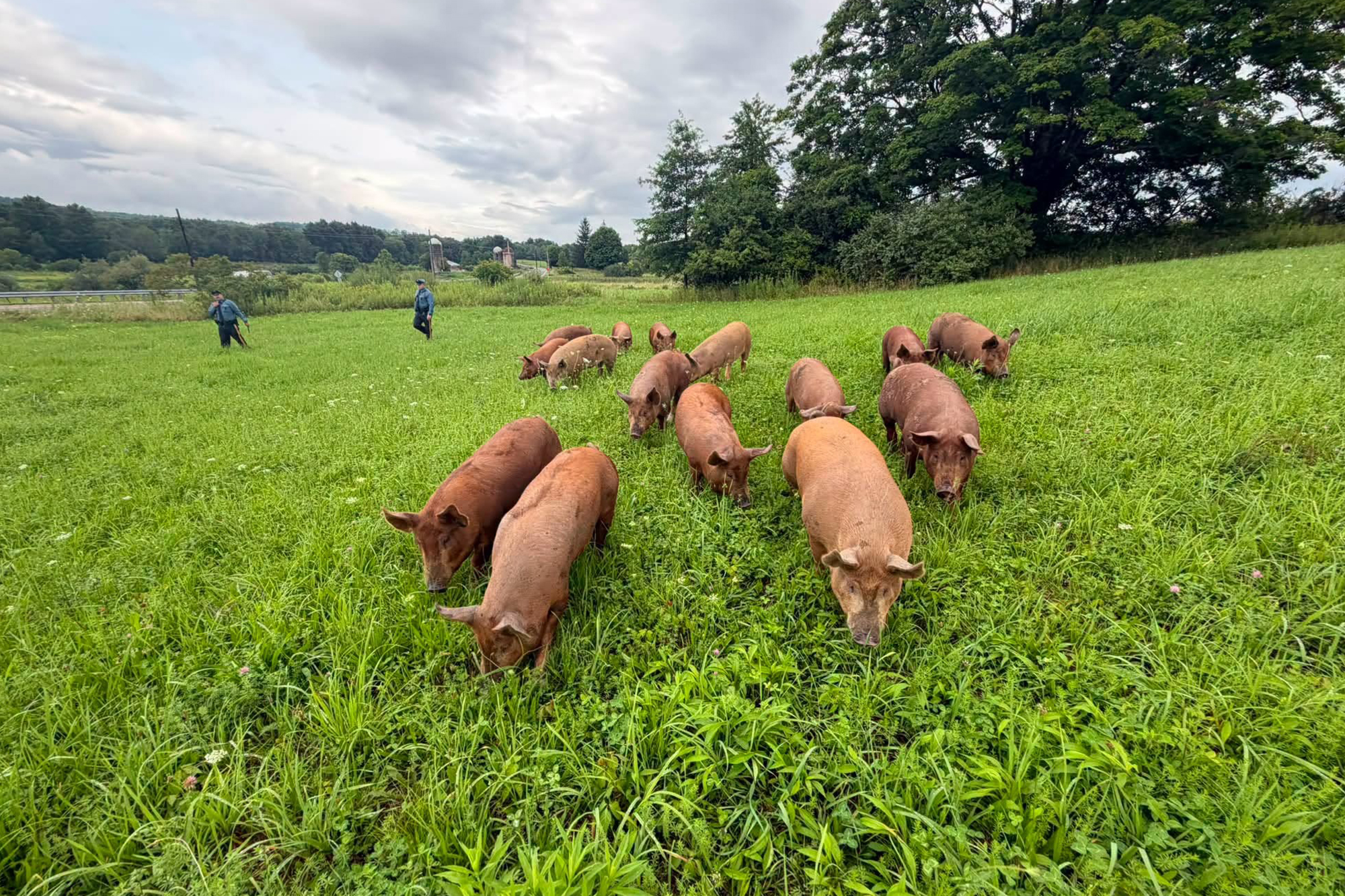 Drove of 15 pigs escape farm and wreak havoc on NJ highway