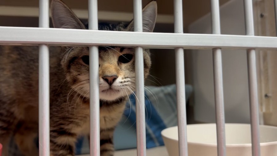 Hundreds of pets ready for fur-ever homes at SPCA Florida Clear the Shelters