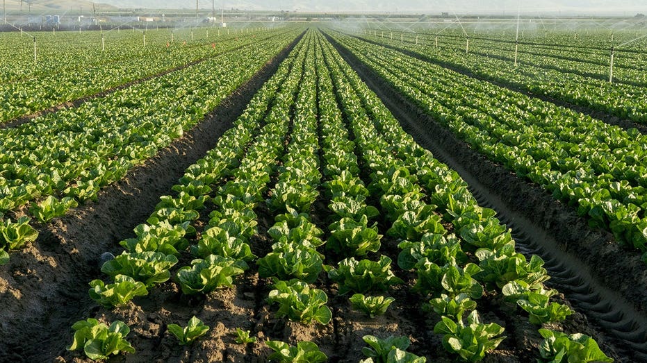 Lettuce farmers plow crops back into soil as cyclosporiasis fears tank demand for fresh greens