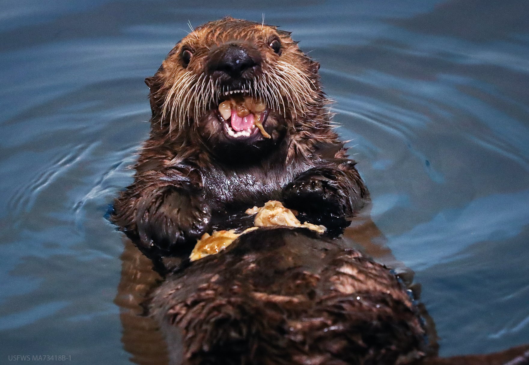 Opinion: Together we’re building the future of our oceans and the Alaska SeaLife Center