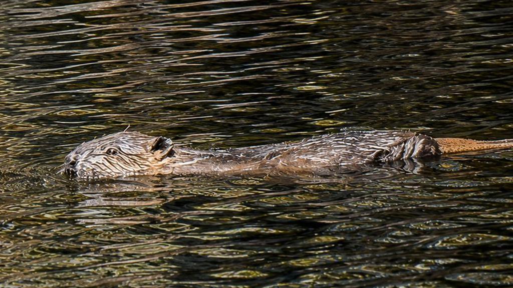Beaver dams 'helping boost drought resilience'