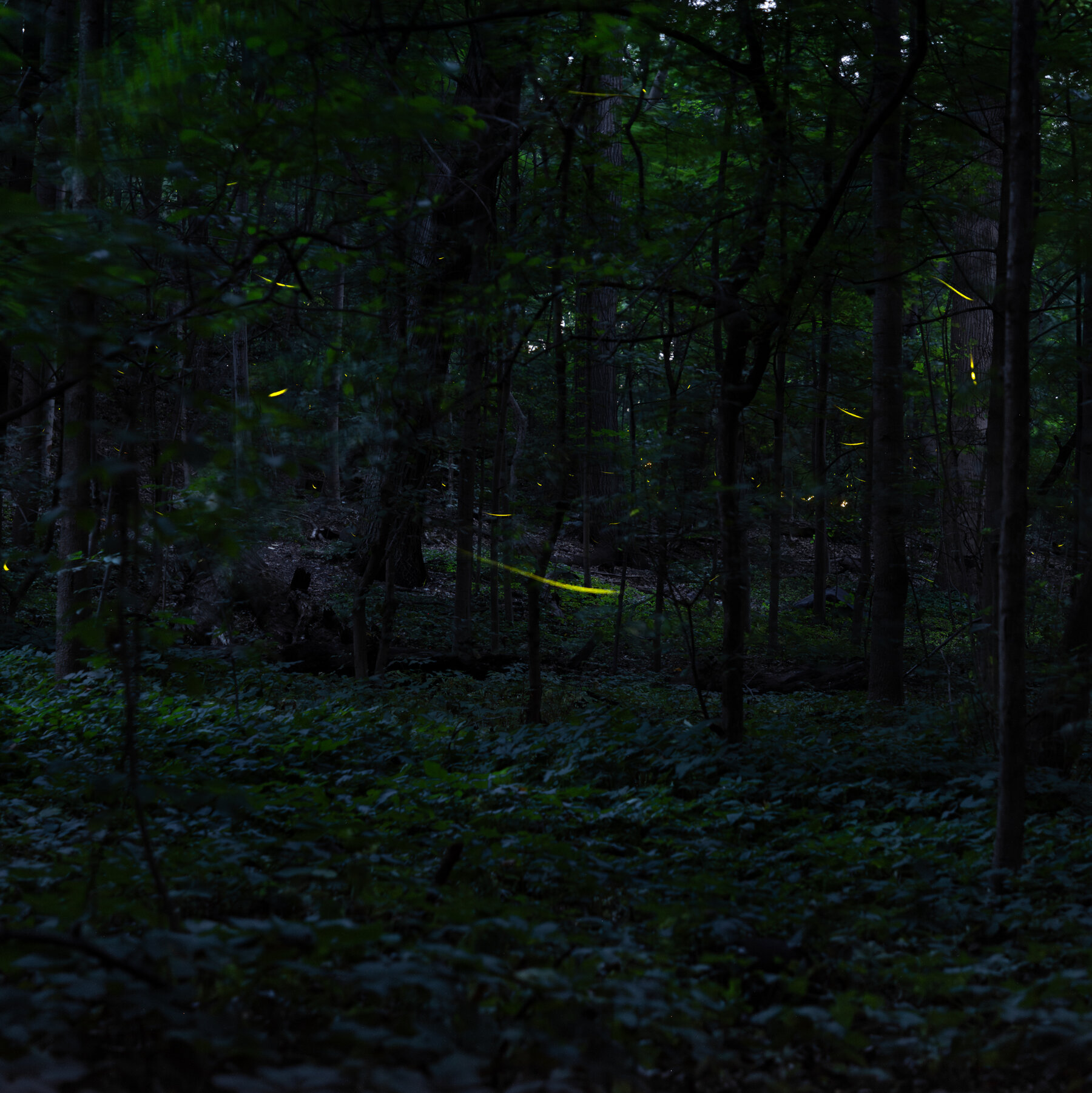When the Fireflies Come Out to Play