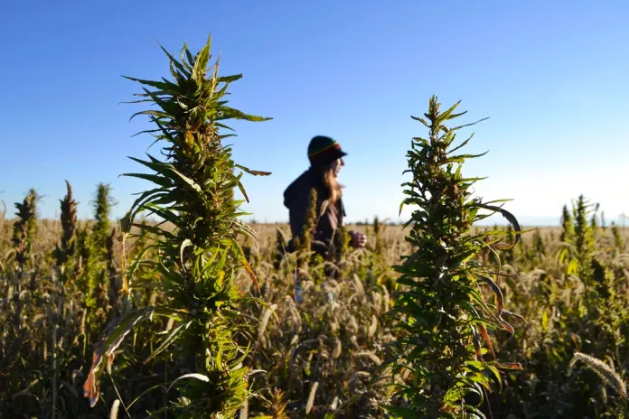 Barr and Craig team up to bring hemp regulation bill to table with 100 days left until ban takes effect