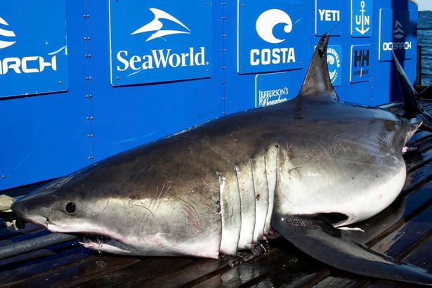 Great white shark weighing 100 STONE spotted off Florida tourist beach showing unusual behaviour