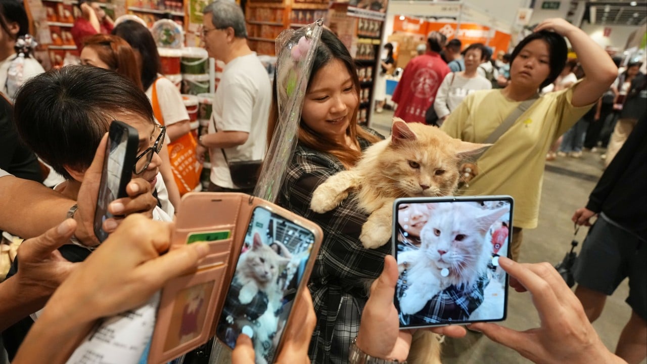 ‘Pets are meant to be spoiled’: Hong Kong cat owners spend big at feline expo