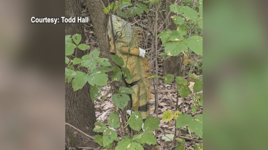 Abandoned iguana found duct-taped to tree in Missouri