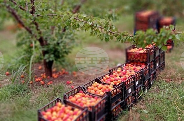Fruit and Vegetable Branch Chamber Chair Petrov: Bulgaria Lacks Consistent Fruit-Growing Policy