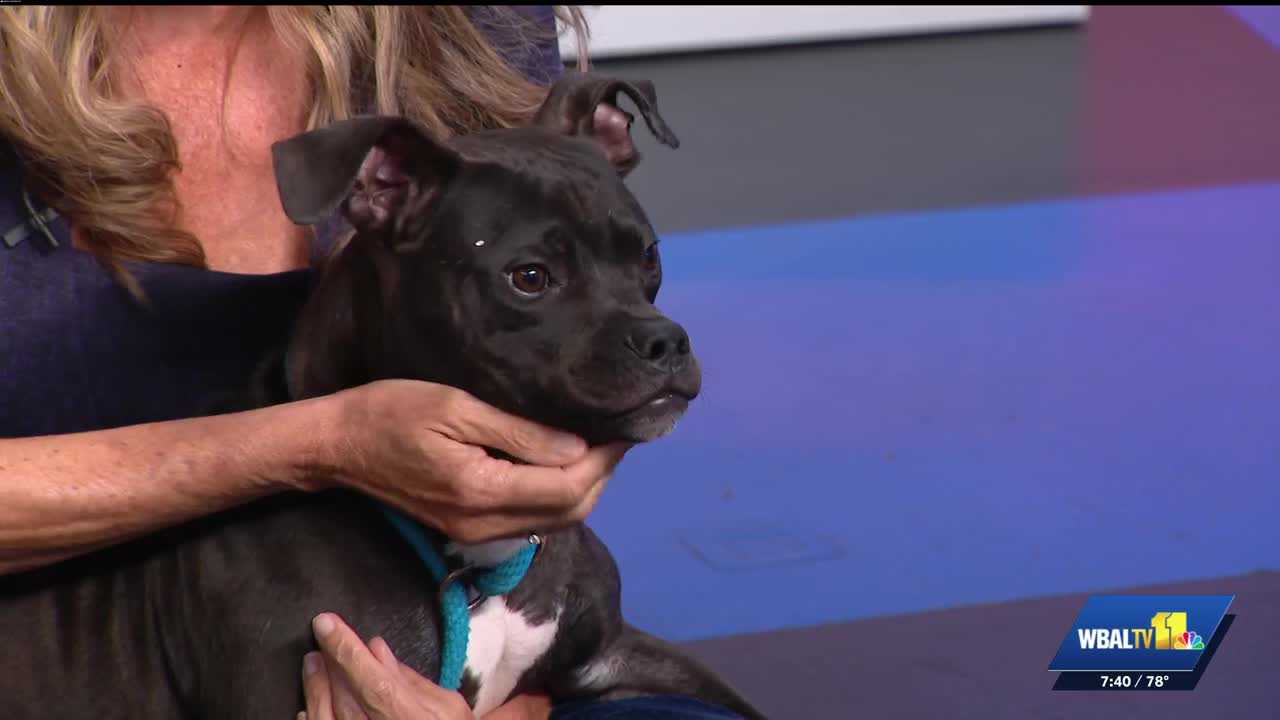 Puppy with a LOT of energy is ready for adoption at Harford Humane Society