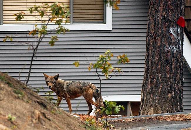 ‘Coyote Condo’: Wild Pack Now Occupies Vacant West Hollywood Site