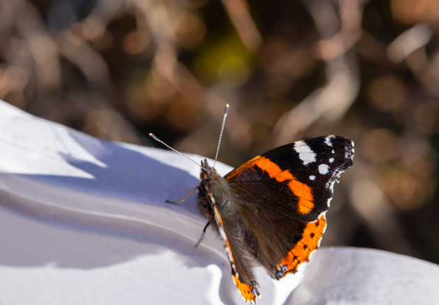 Quiz: How much do you know about butterflies?