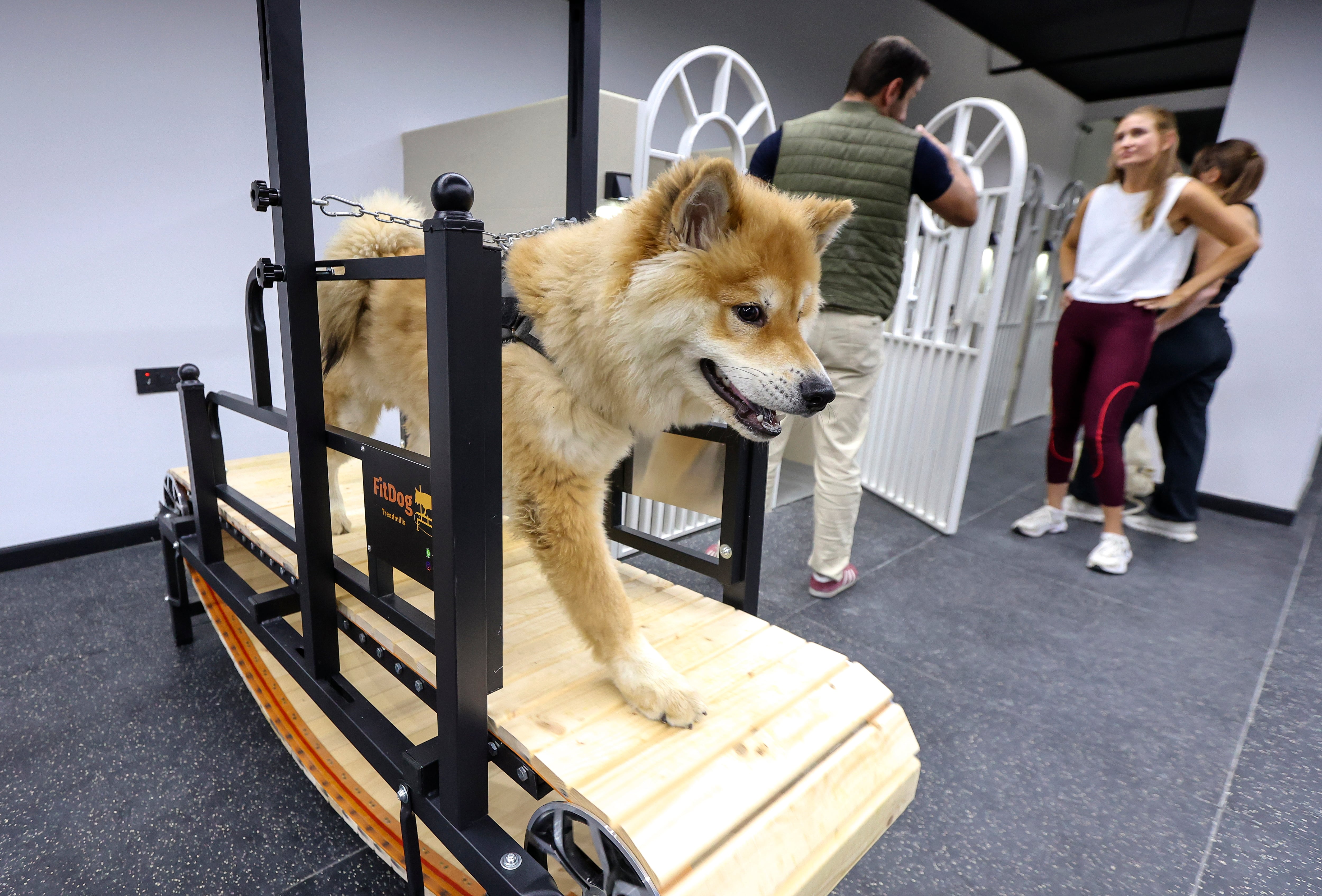 Vet clinics no longer just for sick pets: UAE owners embrace new kind of pet care