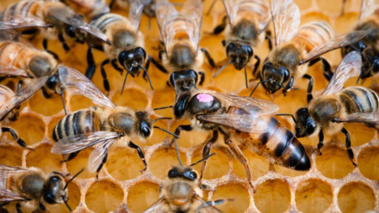 Only three Hawaiian producers meet US organic honey rules