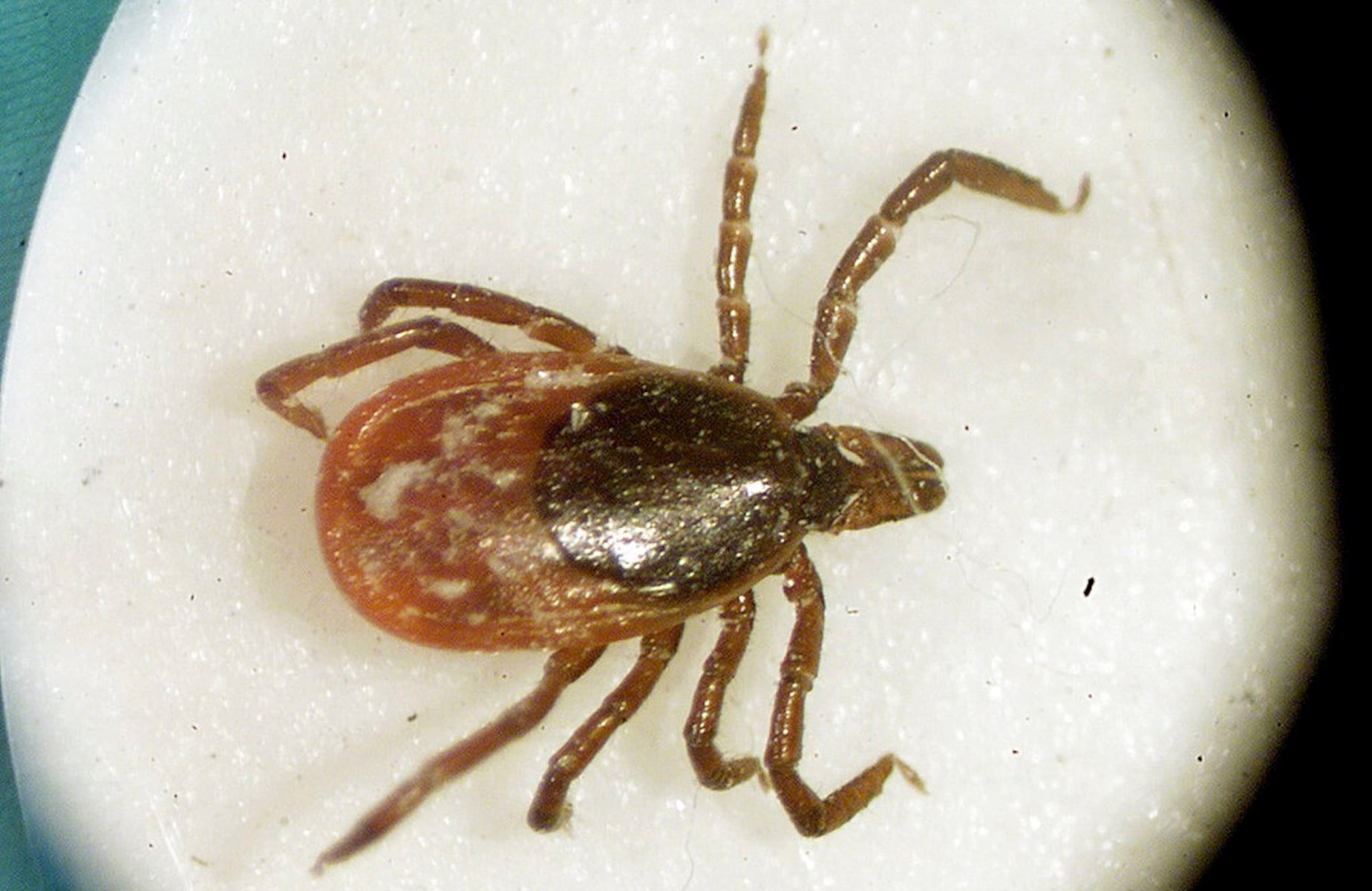 Pa. Lyme disease cases are below recent years but ticks are still out there