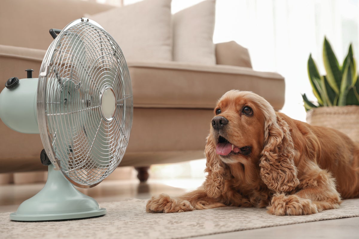 Five things every dog owner should do during a heatwave