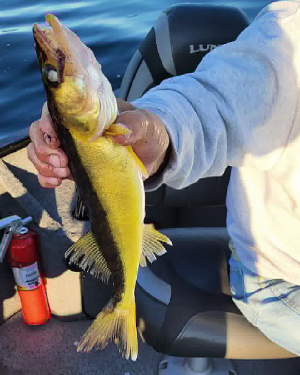 Oneida Lake angler catches rare golden walleye
