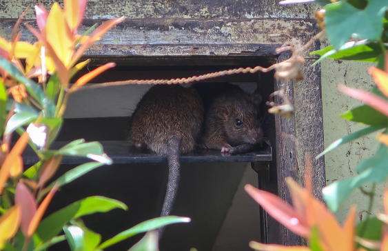 How Invasive Rats Mess with Coral Reef Food Webs