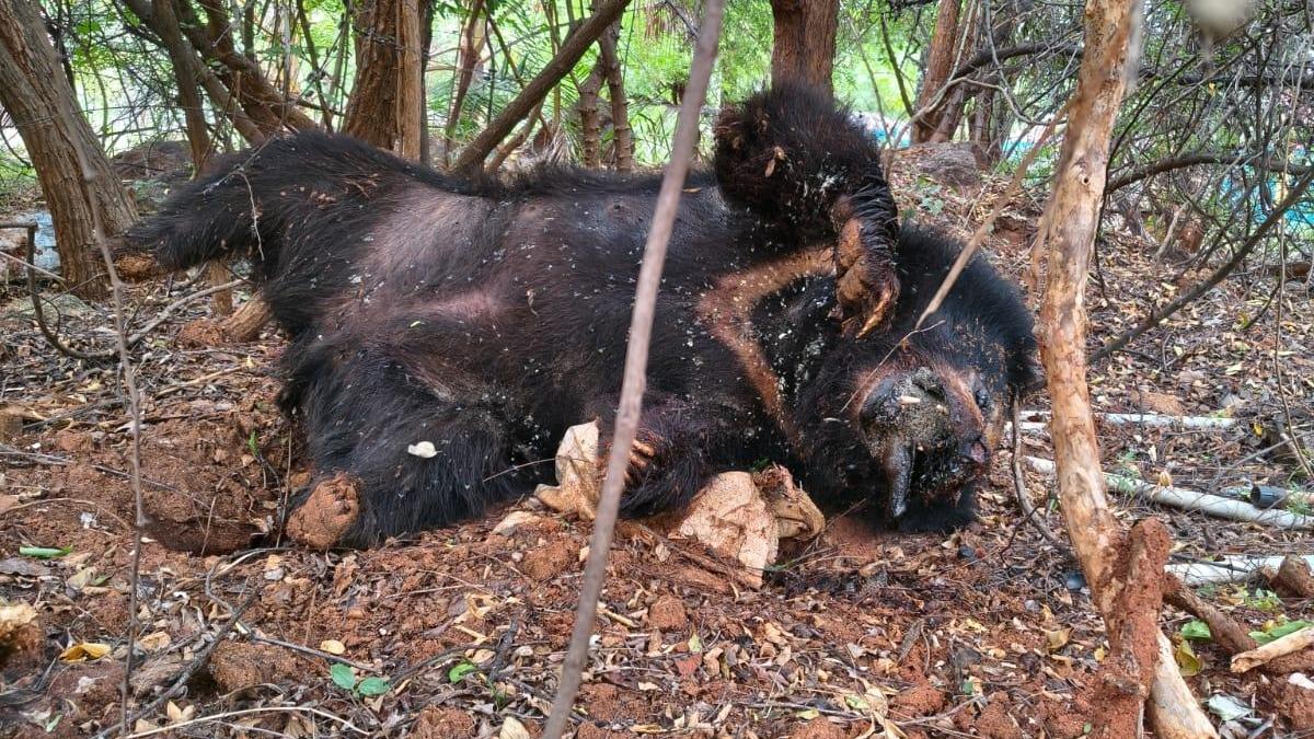 Sloth bear found dead