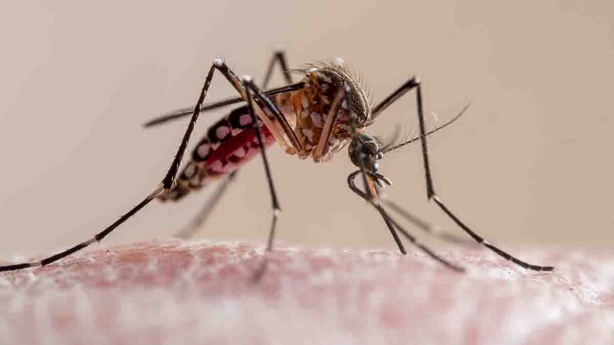 1 confirmed case of dengue fever in Miami-Dade, FDOH says