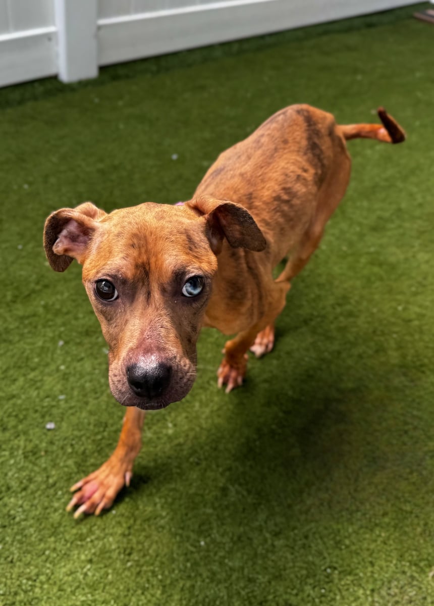 Law enforcement rescues 5 underweight dogs in Mass.; shelter seeks adopters