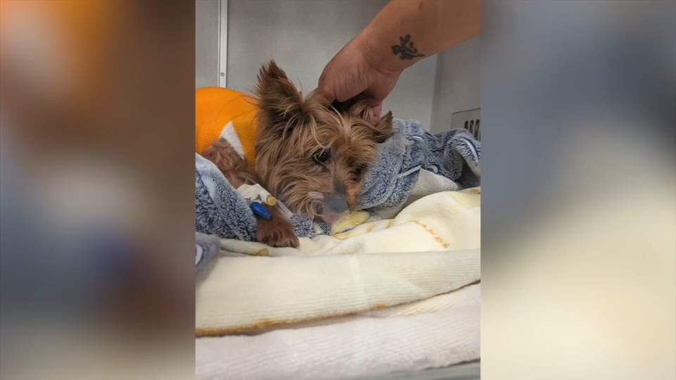‘I thought I was about to lose my dog’: Yorkie on the mend after surviving alligator attack near Sarasota
