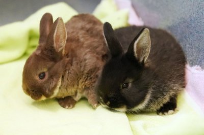 Tick-borne rabbit fever reported in New York