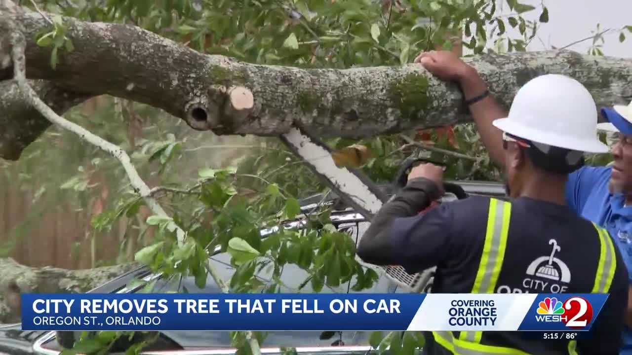 Orlando neighbors say rotting tree remains a concern after branch removed from car