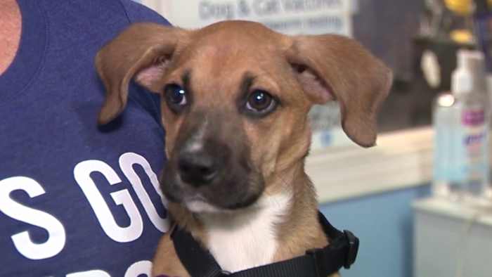 ACS offers options for domestic violence survivors scared to leave their pets behind