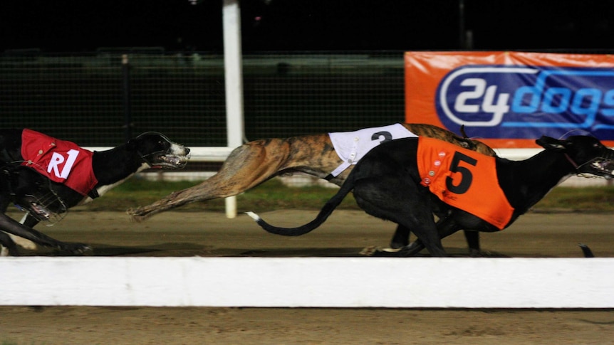 Injured SA greyhound trainer ordered to return $40k in compensation