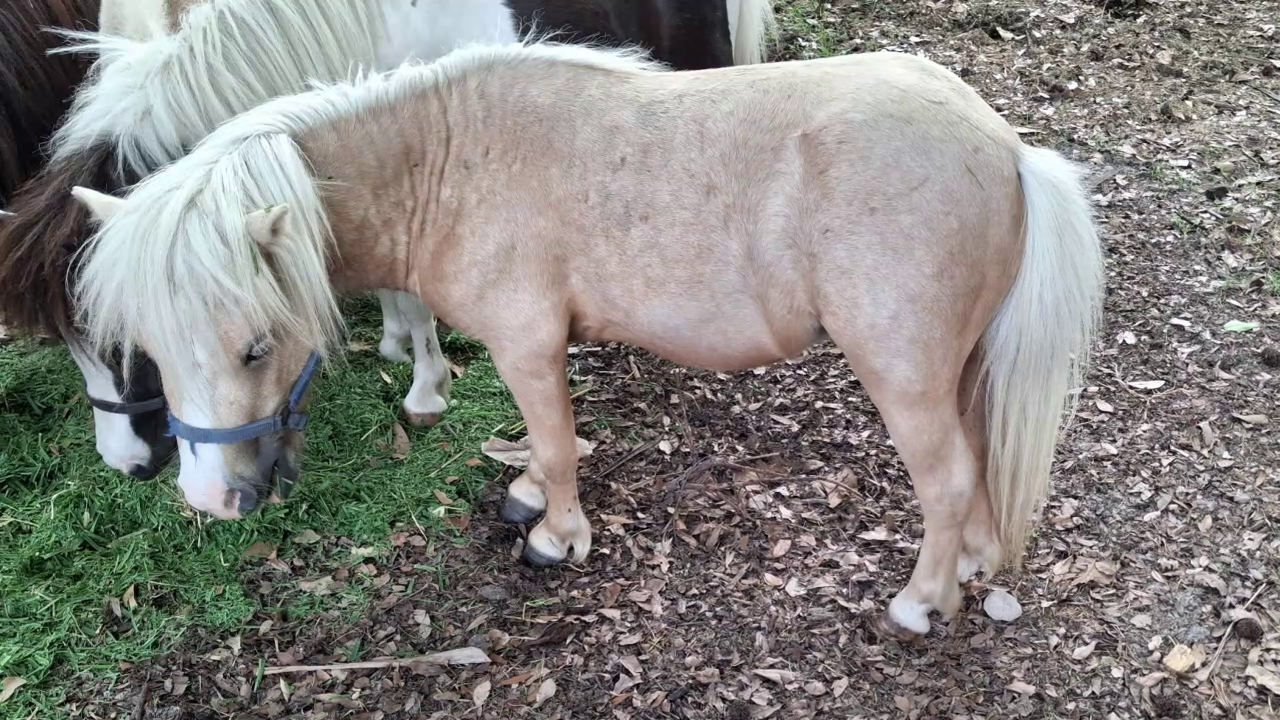 Stolen miniature horse reunited with owner thanks to FOX 26 report