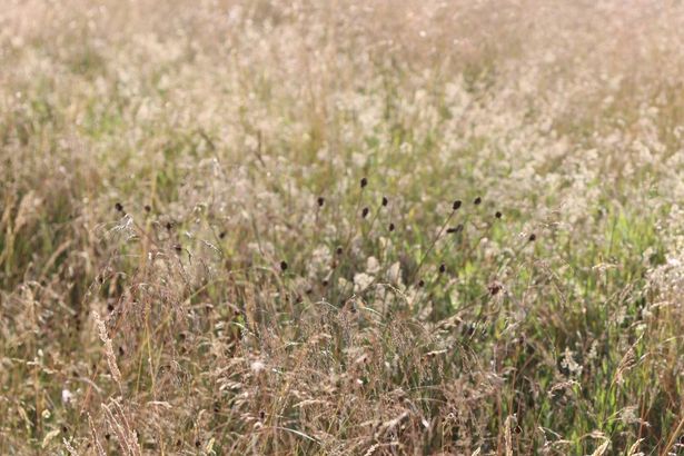 Only those with 'eyes of a sniper' can spot hidden cougar in optical illusion