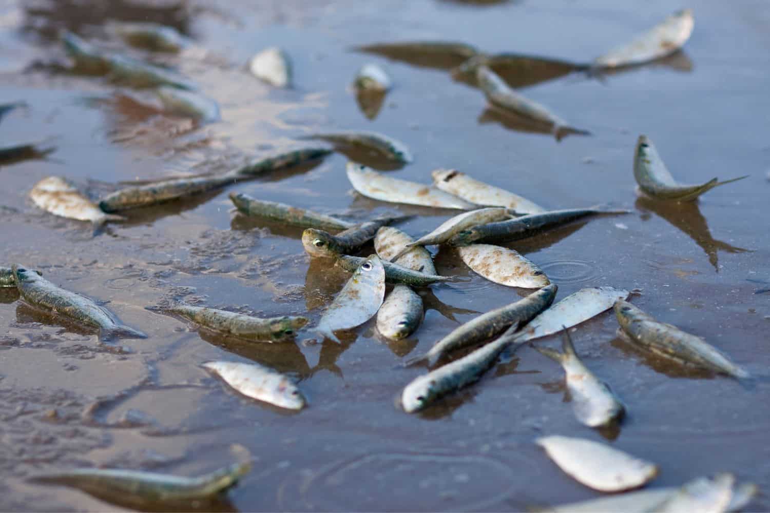 Why are fish dying in the Western Cape?