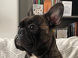 An out-of-this-world send-off! French bulldog's ashes are blasted 119,000ft into SPACE