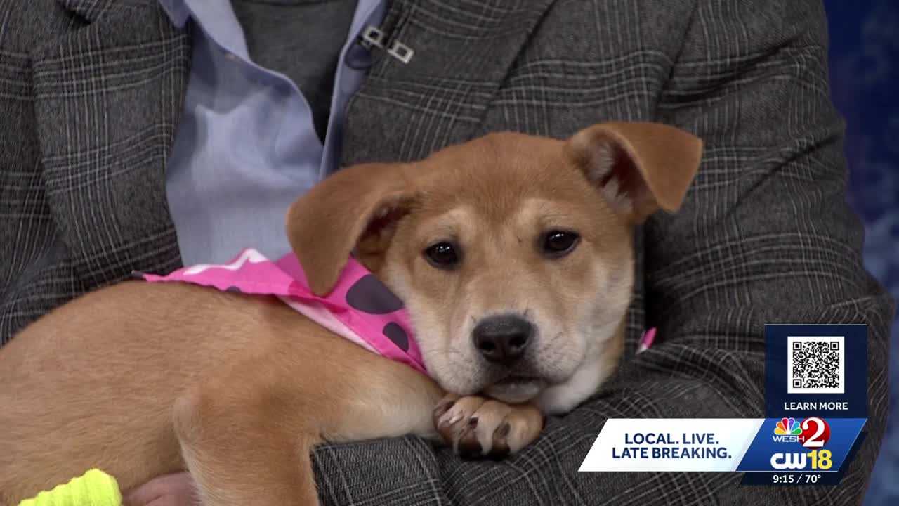 Pet Alliance preparing to host largest fundraiser of the year
